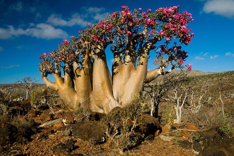 Đến Yemen khám phá vùng đất cây máu rồng Socotra - Ảnh 23. Đến Yemen khám phá vùng đất cây máu rồng Socotra - Ảnh 23.