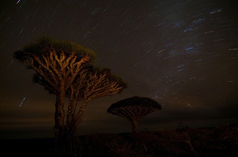 Đến Yemen khám phá vùng đất cây máu rồng Socotra - Ảnh 24. Đến Yemen khám phá vùng đất cây máu rồng Socotra - Ảnh 24.