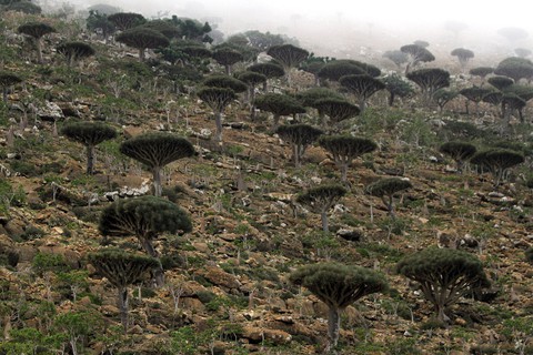 Đến Yemen khám phá vùng đất cây máu rồng Socotra - Ảnh 3. Đến Yemen khám phá vùng đất cây máu rồng Socotra - Ảnh 3.