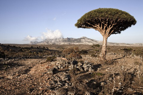 Đến Yemen khám phá vùng đất cây máu rồng Socotra - Ảnh 4. Đến Yemen khám phá vùng đất cây máu rồng Socotra - Ảnh 4.