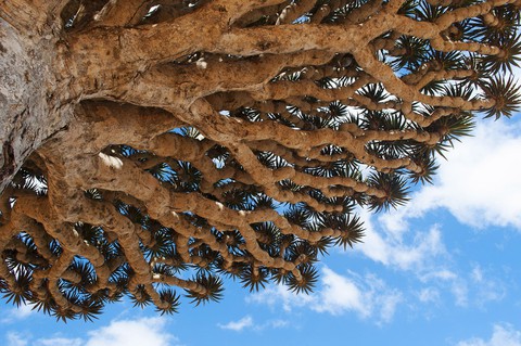 Đến Yemen khám phá vùng đất cây máu rồng Socotra - Ảnh 5. Đến Yemen khám phá vùng đất cây máu rồng Socotra - Ảnh 5.