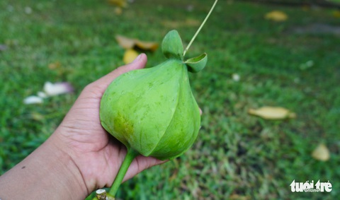 Bàng vuông Trường Sa ra hoa kết trái giữa lòng Sài Gòn - Ảnh 8. Bàng vuông Trường Sa ra hoa kết trái giữa lòng Sài Gòn - Ảnh 8.
