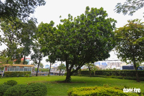 Bàng vuông Trường Sa ra hoa kết trái giữa lòng Sài Gòn - Ảnh 1. Bàng vuông Trường Sa ra hoa kết trái giữa lòng Sài Gòn - Ảnh 1.