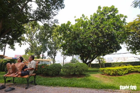 Bàng vuông Trường Sa ra hoa kết trái giữa lòng Sài Gòn - Ảnh 10. Bàng vuông Trường Sa ra hoa kết trái giữa lòng Sài Gòn - Ảnh 10.