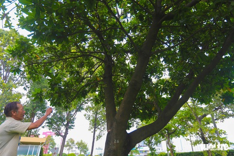 Bàng vuông Trường Sa ra hoa kết trái giữa lòng Sài Gòn - Ảnh 2. Bàng vuông Trường Sa ra hoa kết trái giữa lòng Sài Gòn - Ảnh 2.