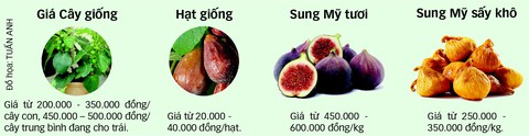Săn lùng sung Mỹ thơm ngọt - Ảnh 2. Săn lùng sung Mỹ thơm ngọt - Ảnh 2.