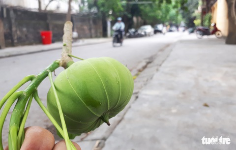 Ẩn họa ngộ độc từ cây, hoa trong trường học - Ảnh 2. Ẩn họa ngộ độc từ cây, hoa trong trường học - Ảnh 2.