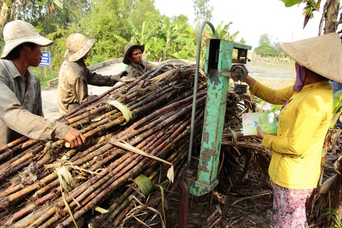 Bộ trưởng khuyên doanh nghiệp dùng bã mía trồng nấm - Ảnh 1. Bộ trưởng khuyên doanh nghiệp dùng bã mía trồng nấm - Ảnh 1.