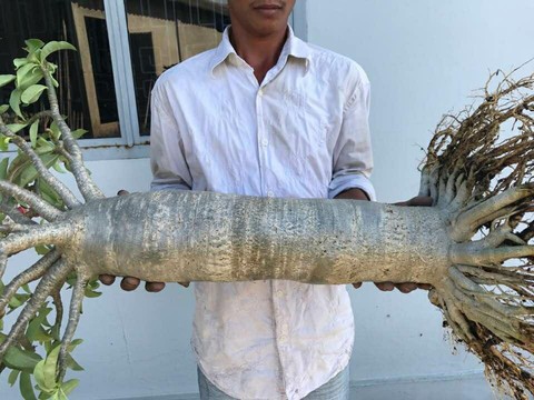 Độc đáo sứ chân dài, giá bán 20 triệu đồng - Ảnh 1. Độc đáo sứ chân dài, giá bán 20 triệu đồng - Ảnh 1.