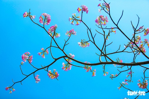 Sài Gòn có thêm mùa hoa kèn hồng - Ảnh 5. Sài Gòn có thêm mùa hoa kèn hồng - Ảnh 5.