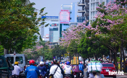 Sài Gòn có thêm mùa hoa kèn hồng - Ảnh 1. Sài Gòn có thêm mùa hoa kèn hồng - Ảnh 1.