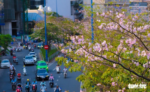 Sài Gòn có thêm mùa hoa kèn hồng - Ảnh 12. Sài Gòn có thêm mùa hoa kèn hồng - Ảnh 12.