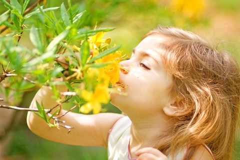 Bí mật bất ngờ của mũi người - Ảnh 2. Bí mật bất ngờ của mũi người - Ảnh 2.