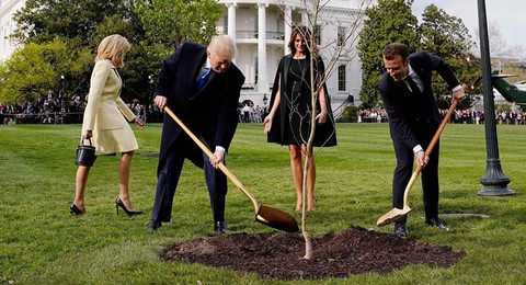 Cây sồi ông Macron, ông Trump cùng trồng ở Nhà Trắng biến đi đâu? - Ảnh 1. Cây sồi ông Macron, ông Trump cùng trồng ở Nhà Trắng biến đi đâu? - Ảnh 1.