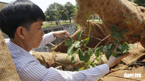 Cây siêu khủng được chở đi Hà Nội để làm quà tặng - Ảnh 1. Cây siêu khủng được chở đi Hà Nội để làm quà tặng - Ảnh 1.