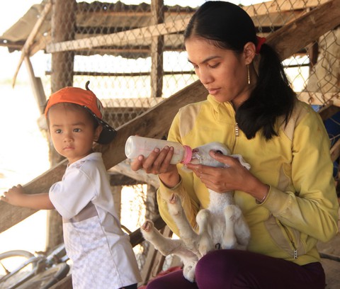 Nắng hạn, cừu Ninh Thuận chết hàng loạt - Ảnh 4. Nắng hạn, cừu Ninh Thuận chết hàng loạt - Ảnh 4.