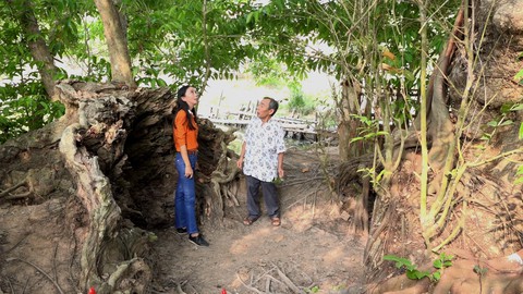 An Giang: 3 cây bằng lăng hơn 300 tuổi thành Cây di sản Việt Nam - Ảnh 2. An Giang: 3 cây bằng lăng hơn 300 tuổi thành Cây di sản Việt Nam - Ảnh 2.