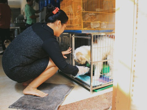 Cô gái 9X làm mẹ của hơn 100 chó mèo hoang - Ảnh 2. Cô gái 9X làm mẹ của hơn 100 chó mèo hoang - Ảnh 2.