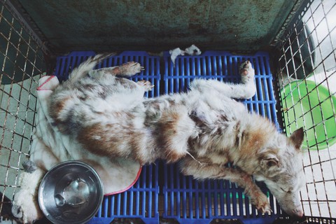 Cô gái 9X làm mẹ của hơn 100 chó mèo hoang - Ảnh 4. Cô gái 9X làm mẹ của hơn 100 chó mèo hoang - Ảnh 4.