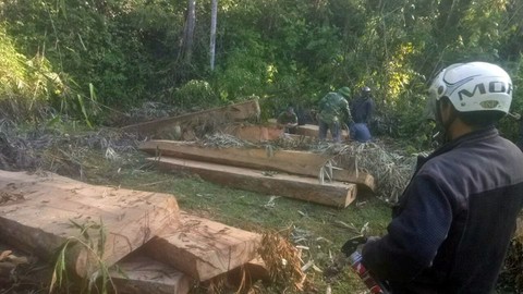 Điều tra đoàn xe độ chở gỗ lậu ra khỏi rừng - Ảnh 1. Điều tra đoàn xe độ chở gỗ lậu ra khỏi rừng - Ảnh 1.