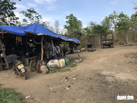 Gỗ lậu Phượng râu ra khỏi rừng cách nào? - Ảnh 2. Gỗ lậu Phượng râu ra khỏi rừng cách nào? - Ảnh 2.