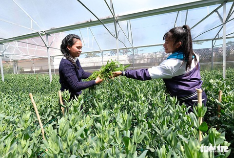 Học ngay từ vườn rau công nghệ cao - Ảnh 1. Học ngay từ vườn rau công nghệ cao - Ảnh 1.