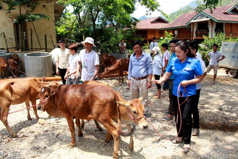 Báo Tuổi Trẻ tặng bà con vùng lũ Sơn La 30 con bò giống - Ảnh 3. Báo Tuổi Trẻ tặng bà con vùng lũ Sơn La 30 con bò giống - Ảnh 3.