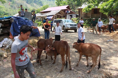 Báo Tuổi Trẻ tặng bà con vùng lũ Sơn La 30 con bò giống - Ảnh 4. Báo Tuổi Trẻ tặng bà con vùng lũ Sơn La 30 con bò giống - Ảnh 4.