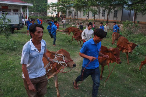 Báo Tuổi Trẻ tặng bà con vùng lũ Sơn La 30 con bò giống - Ảnh 7. Báo Tuổi Trẻ tặng bà con vùng lũ Sơn La 30 con bò giống - Ảnh 7.