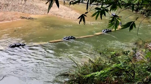 5 cán bộ kiểm lâm bị kỷ luật vì để mất gỗ rừng - Ảnh 2. 5 cán bộ kiểm lâm bị kỷ luật vì để mất gỗ rừng - Ảnh 2.