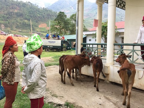 Báo Tuổi Trẻ tặng bà con vùng lũ Sơn La 30 con bò giống - Ảnh 5. Báo Tuổi Trẻ tặng bà con vùng lũ Sơn La 30 con bò giống - Ảnh 5.