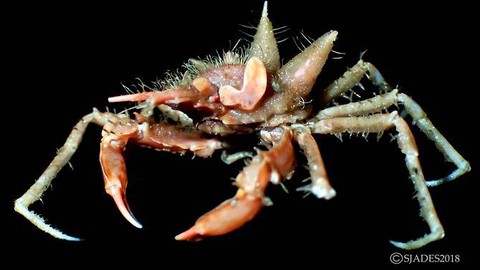 Phát hiện các sinh vật ‘ngoài hành tinh’ dưới đáy biển Indonesia - Ảnh 3. Phát hiện các sinh vật ‘ngoài hành tinh’ dưới đáy biển Indonesia - Ảnh 3.