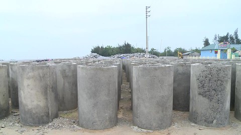 Chặt phi lao để làm đê biển, mùa mưa bão sắp đến vẫn dở dang - Ảnh 2. Chặt phi lao để làm đê biển, mùa mưa bão sắp đến vẫn dở dang - Ảnh 2.