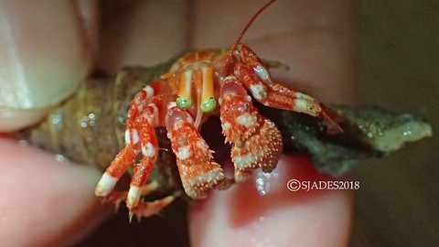 Phát hiện các sinh vật ‘ngoài hành tinh’ dưới đáy biển Indonesia - Ảnh 5. Phát hiện các sinh vật ‘ngoài hành tinh’ dưới đáy biển Indonesia - Ảnh 5.
