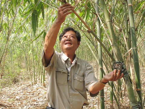 Hai mươi năm trồng tre giữ... cò - Ảnh 1. Hai mươi năm trồng tre giữ... cò - Ảnh 1.