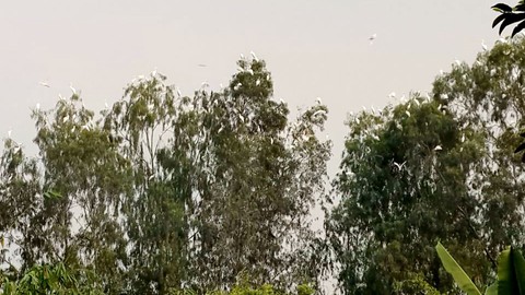 Hai mươi năm trồng tre giữ... cò - Ảnh 3. Hai mươi năm trồng tre giữ... cò - Ảnh 3.