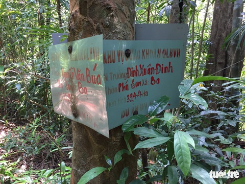 Rừng phòng hộ Sông Kôn bị cưa đổ ngay sát nách kiểm lâm - Ảnh 8. Rừng phòng hộ Sông Kôn bị cưa đổ ngay sát nách kiểm lâm - Ảnh 8.