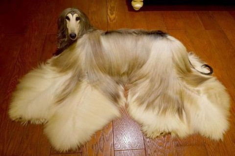 Con chó phong cách nhất thế giới là đây! - Ảnh 2. Con chó phong cách nhất thế giới là đây! - Ảnh 2.