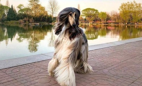 Con chó phong cách nhất thế giới là đây! - Ảnh 6. Con chó phong cách nhất thế giới là đây! - Ảnh 6.