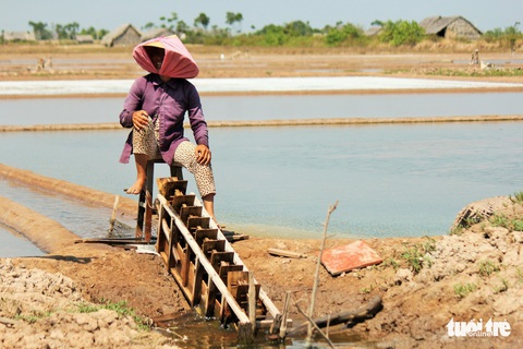 Mưa đầu mùa lấy mất của diêm dân Bến Tre 3,5 tỉ đồng - Ảnh 1. Mưa đầu mùa lấy mất của diêm dân Bến Tre 3,5 tỉ đồng - Ảnh 1.