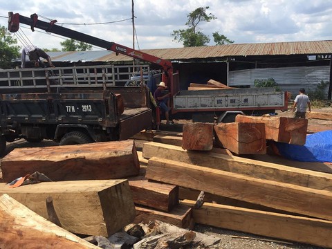 Bắt giữ một giám đốc tàng trữ gỗ trái phép ở Gia Lai - Ảnh 1. Bắt giữ một giám đốc tàng trữ gỗ trái phép ở Gia Lai - Ảnh 1.