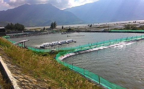 Hàng nghìn người dân treo ao vì giá tôm xuống thấp - Ảnh 1. Hàng nghìn người dân treo ao vì giá tôm xuống thấp - Ảnh 1.