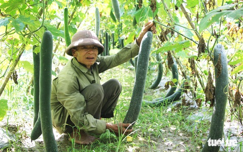 Bí xanh 2.000 đồng/kg vẫn ‘bí’ đầu ra - Ảnh 2. Bí xanh 2.000 đồng/kg vẫn ‘bí’ đầu ra - Ảnh 2.