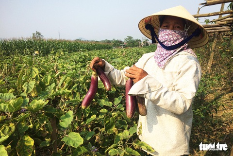Bí xanh 2.000 đồng/kg vẫn ‘bí’ đầu ra - Ảnh 5. Bí xanh 2.000 đồng/kg vẫn ‘bí’ đầu ra - Ảnh 5.
