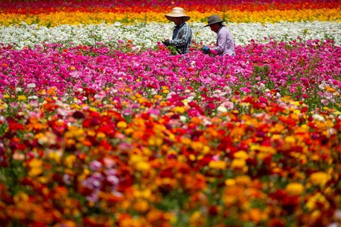 Mê mẩn với biển hoa mắt xanh ở Nhật, mao lương ở Mỹ - Ảnh 15. Mê mẩn với biển hoa mắt xanh ở Nhật, mao lương ở Mỹ - Ảnh 15.