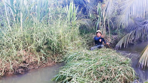 Chuyển đổi đất lúa sang trồng cỏ nuôi bò - Ảnh 1. Chuyển đổi đất lúa sang trồng cỏ nuôi bò - Ảnh 1.