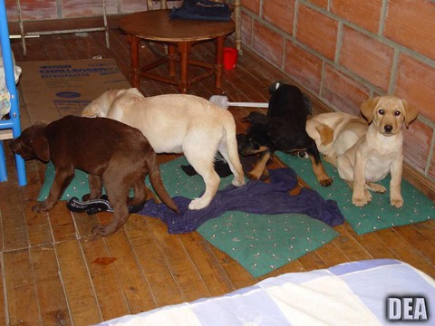 Thủ đoạn tàn nhẫn: mổ bụng chó nhét heroin vào để buôn lậu - Ảnh 1. Thủ đoạn tàn nhẫn: mổ bụng chó nhét heroin vào để buôn lậu - Ảnh 1.