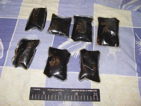 Thủ đoạn tàn nhẫn: mổ bụng chó nhét heroin vào để buôn lậu - Ảnh 2. Thủ đoạn tàn nhẫn: mổ bụng chó nhét heroin vào để buôn lậu - Ảnh 2.