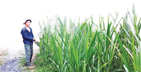 Chuyển đổi đất lúa sang trồng cỏ nuôi bò - Ảnh 3. Chuyển đổi đất lúa sang trồng cỏ nuôi bò - Ảnh 3.