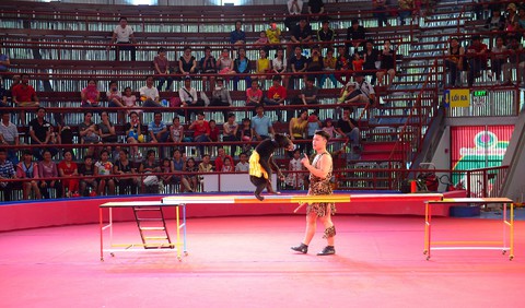 Ngừng diễn xiếc thú với động vật hoang dã - Ảnh 4. Ngừng diễn xiếc thú với động vật hoang dã - Ảnh 4.